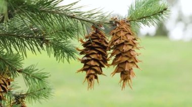 Douglas köknarı (Pseudotsuga menziesii) Kahverengi kozalaklı her zaman yeşil kozalaklı ağaç