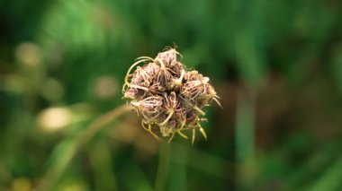 Kraliçe Anne 'in dantel çiçeğinin kapalı kır çiçeği başı yeşil bir arka planda. Çiçek açan yabani havuç (daucus carota) bitkisi