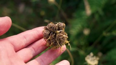 Bitki bilimci elinde çiçek açan yabani havuç bitkisinin kapalı çiçek sümüğü. Daucus carota
