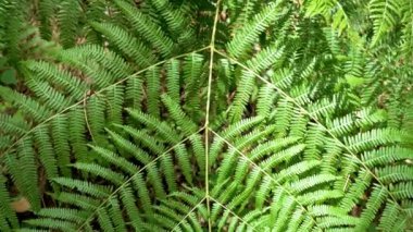 Yağmur ormanlarında doğal desenli eğreltiotu yaprağı dokusu