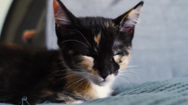 Çok renkli kürkü olan sevimli, uyuyan kaplumbağa kabuklu kedi yavrusu. Dinlenmiş genç kedi bebek gözleri kapalı