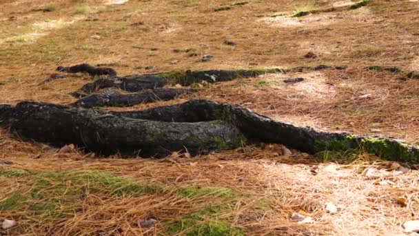 Kozalaklı Ağaçların Eski Büyük Kökleri Bir Çam Ağacında Yere Düşen — Stok video