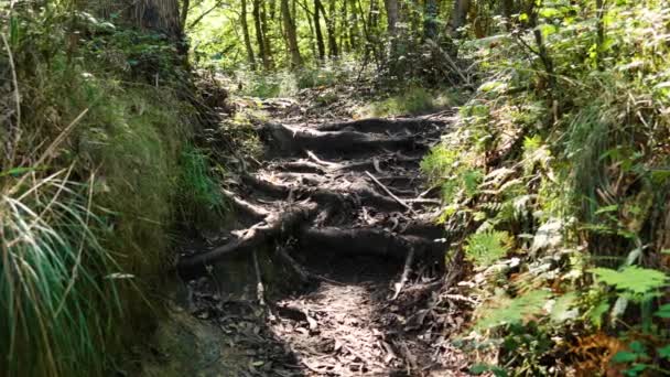 Geheimnisvoller Waldweg Mit Knorrigen Wurzeln Einem Schattigen Wald Einem Sonnigen — Stockvideo