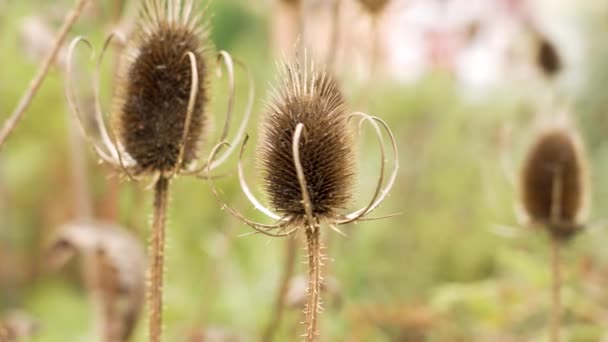 Chardon Sec Fleurs Sauvages Sur Prairie Gros Plan — Video