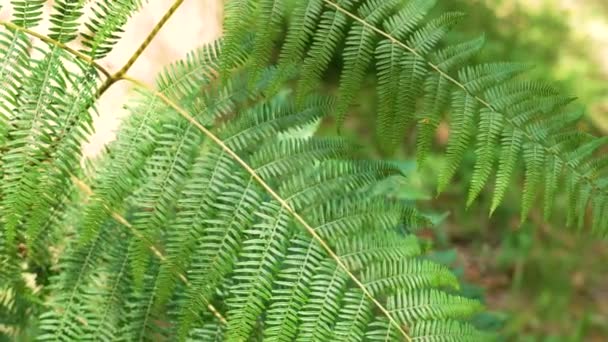 Zielony Tropikalny Liść Paproci Przyrodzie Blisko Słoneczny Dzień — Wideo stockowe