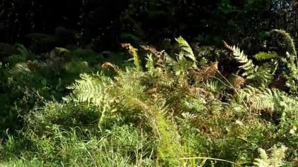 蕨类野生森林中强烈的飓风风 多风的天气弯曲的植物关闭 — 图库视频影像