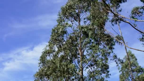 清澈蓝天背景的野生森林里的桉树 — 图库视频影像