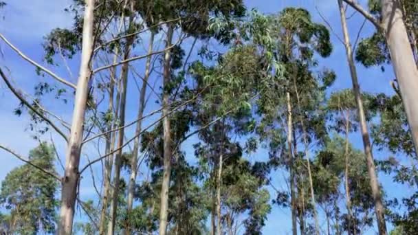 在一片森林的蓝天背景上 风吹拂着高大的桉树 — 图库视频影像