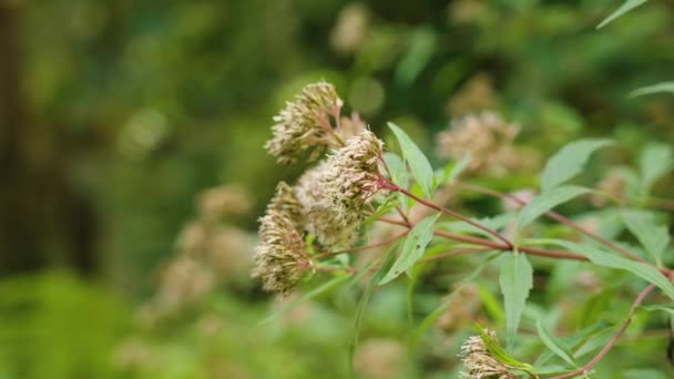 Wilde Blumen Der Hanf Landwirtschaft Wäldern Blütenpflanze Eupatorium Cannabinum — Stockvideo