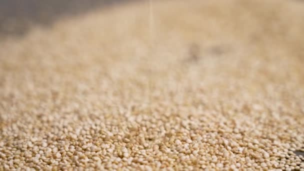 Boabe Quinoa Fără Gluten Alb Brut Care Încadrează Apropierea Mișcării — Videoclip de stoc