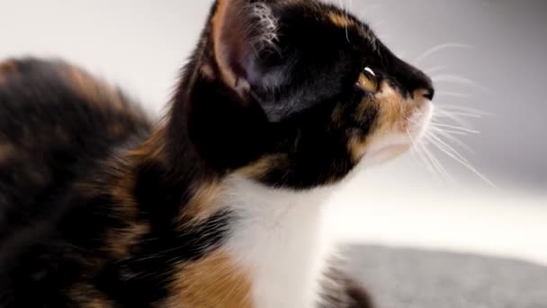 Mladé Želvovinové Kotě Hravým Zájmem Vypadá Detailně Dětská Kočka Neobvyklou — Stock video