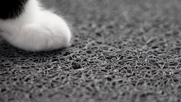 Kattenpoot Een Zachte Comfortabele Rubberen Mat Het Begrip Zachtheid — Stockvideo