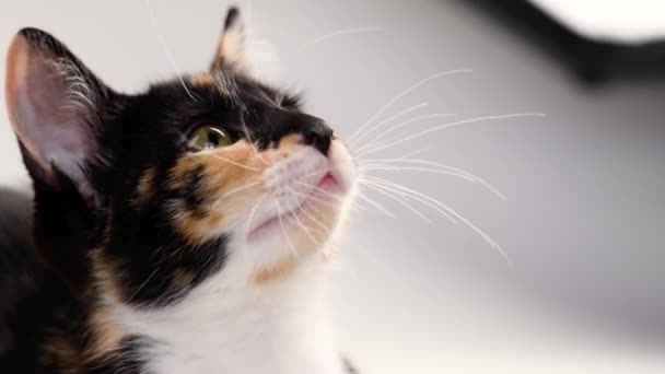 Speelse Nieuwsgierige Schildpad Kitten Close Een Witte Interessante Jonge Veelkleurige — Stockvideo