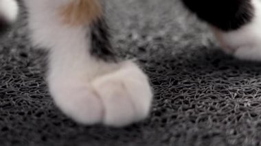 Kaplumbağa kabuğundan kedi yavrusu yumuşak, rahat bir ev paspasına uzanıyor. Sıcaklık konsepti