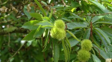 Güneşli bir günde ağaç dalında yeşil sonbahar kestaneleri
