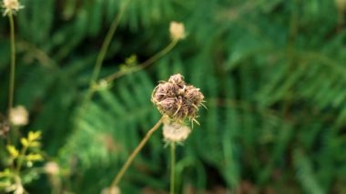 Yabani Havuç (Daucus carota) yeşil eğreltiotu arka planında kapalı çiçek