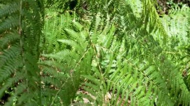 Güneşli ormanda güzel bir eğrelti otu yaprağı kapanıyor. Ormanlık yeşil yabani bitkiler