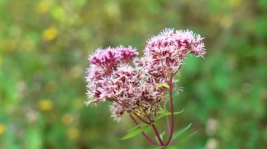 Yabani kenevir tarımı (Eupatorium cannabinum) Pembe çiçek yaban hayatına yakın