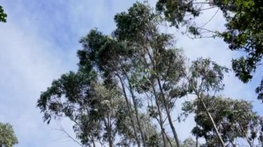 Okaliptüs dağ ormanları. Gökyüzüne karşı ağaçların manzarası