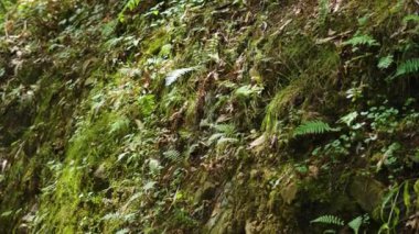 Ormanda yeşil eğreltiotu kaplı yağmur ormanları.
