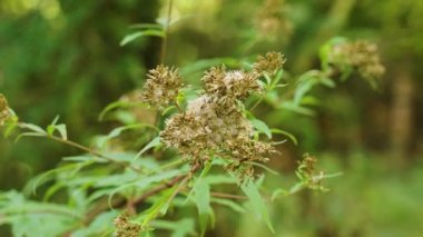 Vahşi doğada çiçek açan yabani kenevir tarımı (Eupatorium cannabinum)
