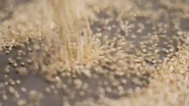 キッチンテーブルの上に白い生のキノアの穀物を散らした グルテンフリーの種子 スローモーション — ストック動画
