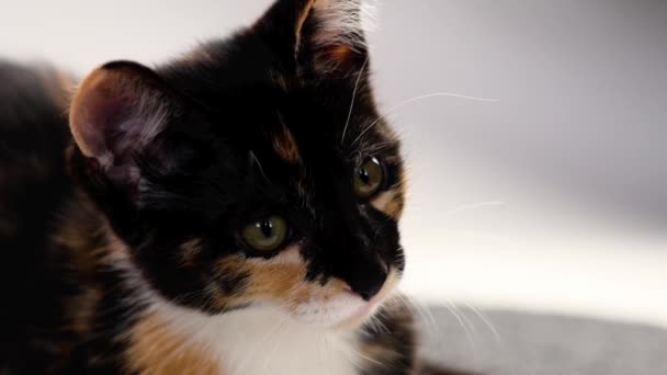Περίεργη Tortoiseshell Γατάκι Από Κοντά Πανέμορφη Νεαρή Τρίχρωμη Γάτα — Αρχείο Βίντεο