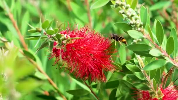 正在给蜜蜂授粉的蜜蜂在一朵红色的 明亮的 美丽的花朵上盘旋 Callistemon Speciosus或Bottlebrush Plant 自然美概念 — 图库视频影像