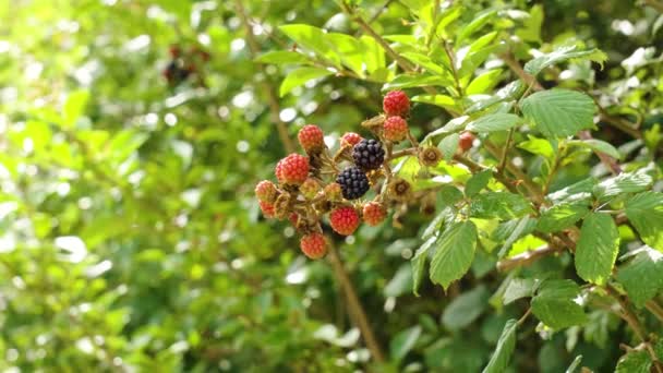 Amoras Silvestres Rubus Fruticosus Outono Fechar — Vídeo de Stock