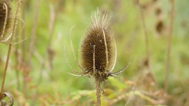 Dry Wild Teasel Dipsacus Fullonum Flower Head Close Nature — Stock Video