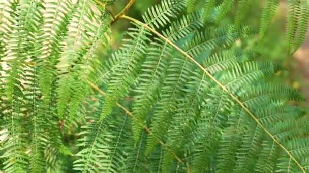 Zielona Paproć Pozostawia Teksturę Rośliny Tropikalne Koncepcja Ekologiczna — Wideo stockowe