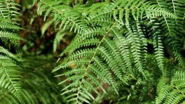 Feriga Verde Lasă Textura Frunziș Tropical Verde Proaspăt Plante Pădure — Videoclip de stoc