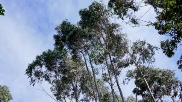 Hutan Pegunungan Eucalyptus Pemandangan Puncak Pohon Terhadap Langit — Stok Video