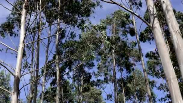 Piękna Plantacja Eukaliptusa Tle Nieba Szczyty Wysokich Drzew — Wideo stockowe