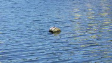 Paslı deniz iskele şamandırası sakin dalgalarda