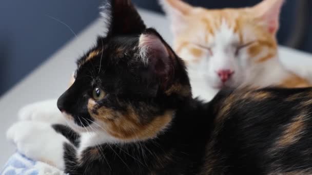 Familie Van Slapende Jonge Gember Kat Schildpad Kitten Rusten Close — Stockvideo