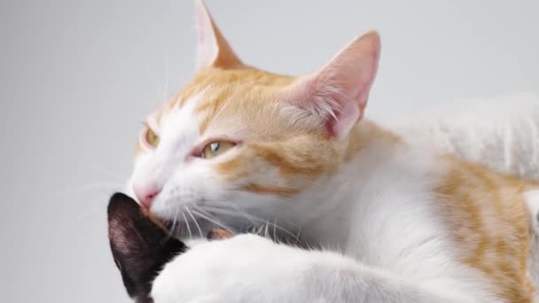 Νεαρή Πορτοκαλί Γάτα Δαγκώνει Και Γλείφει Αυτί Ενός Γατάκι Tortoiseshell — Αρχείο Βίντεο