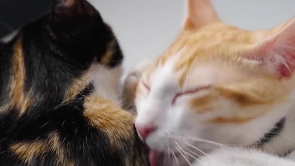 Імбирний Молодий Кіт Доглядає Облизує Кошеня Черепашки Лежить Ліжку Домашніх — стокове відео