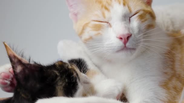 Ύπνος Νεαρή Κοκκινομάλλα Γάτα Και Tortoiseshell Γατάκι Μαζί Close — Αρχείο Βίντεο