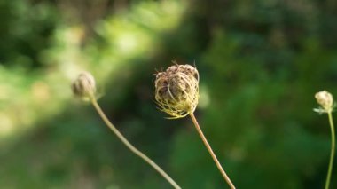 Yabani havuç, çiçeğe yakın çiçek açar. Daucus carota