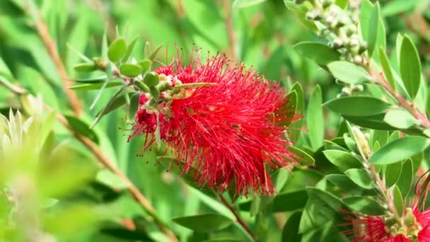 Crimson Bottlebrush Flor Callistemon Arbusto Perto — Vídeo de Stock