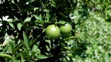 Yeşil sulu meyveli ve yemyeşil yapraklı limon ağacı. Yaklaş.