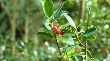 Ilex aquifolium ya da Noel ağacı kırmızı böğürtlenli ve yeşil yapraklı