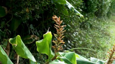 Kahili zencefili solmuş çiçek. Hedychium gardnerianum sonbahar bitkisi