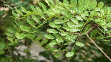 Nehir kıyısındaki kara çekirge ağacının yeşil yapraklarındaki çiğ taneleri. Robinia psödoacia