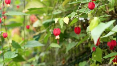 Bahçede açan kırmızı Abutilon megapotamya çiçeği. Callian megapotamyası çiçek açtı.