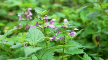 Açan Lamium maculatum yaban mor çiçekler