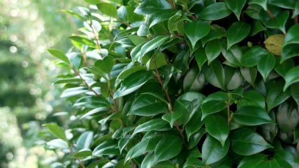 Осень Camellia Japonica Вечнозелеными Сочными Листьями Близко — стоковое видео