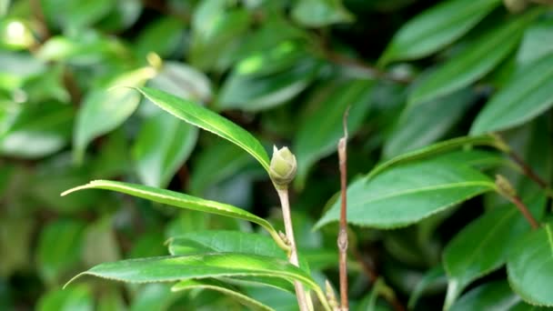Outono Camellia Japonica Botão Flor Verde Com Folhas Suculentas Exuberantes — Vídeo de Stock
