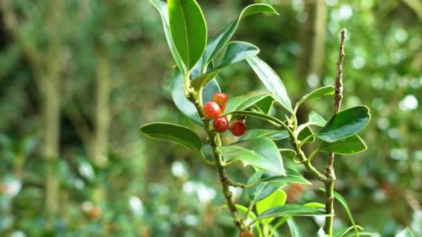Ilex Aquifolium Noel Ağacı Kırmızı Böğürtlenli Yeşil Yapraklı — Stok video